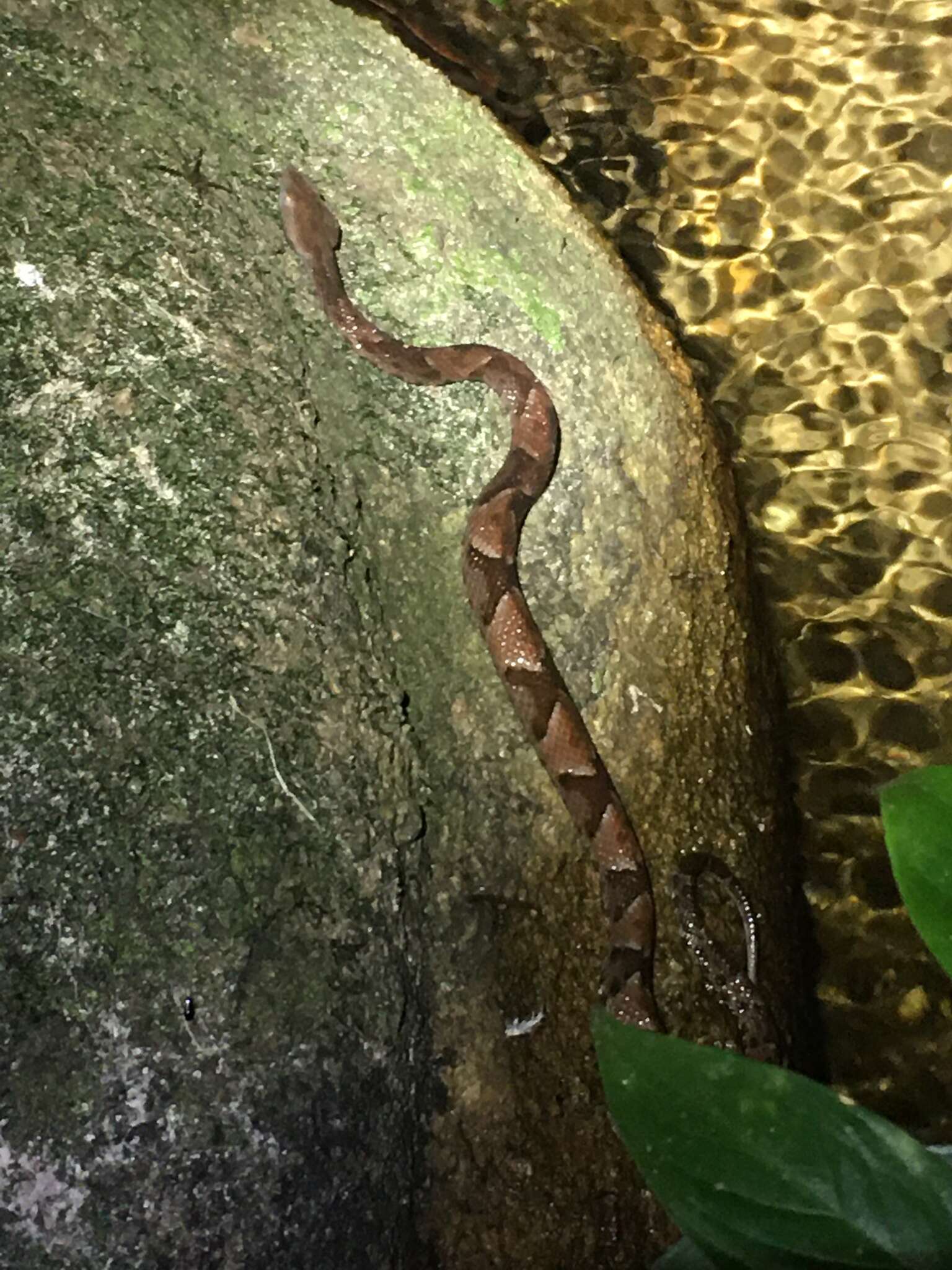 Image of Bothrops muriciensis Ferrarezzi & Freire 2001