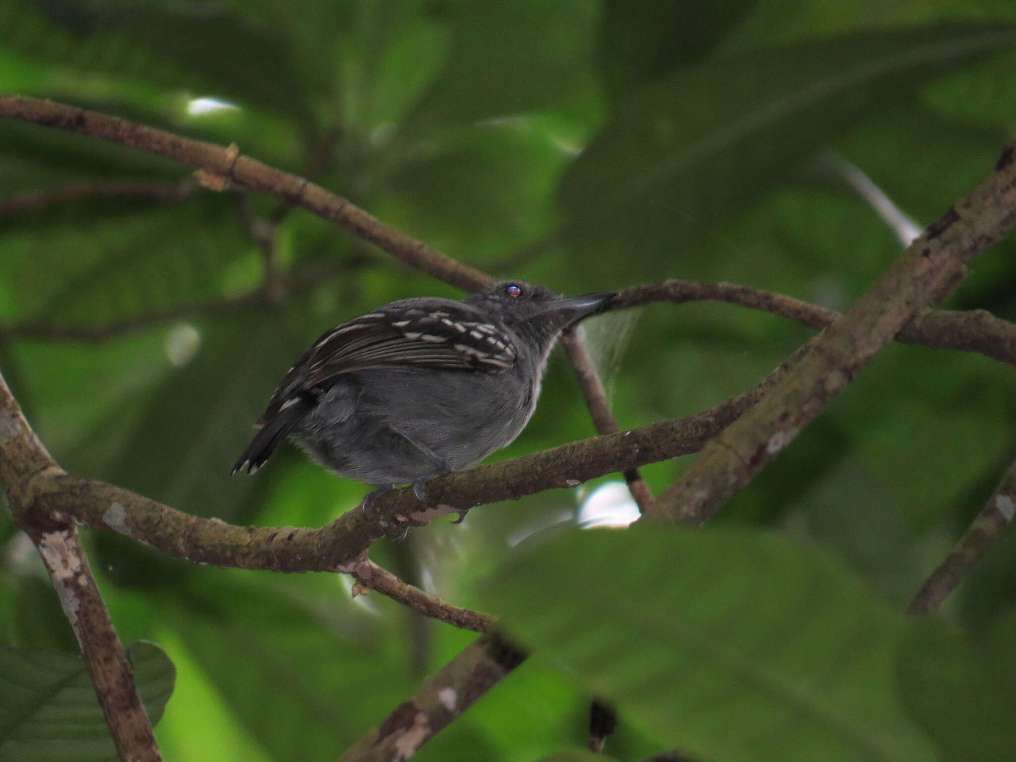 Image of Black-crowned Antshrike