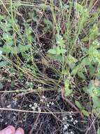 Image of pineland nailwort