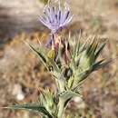 Carduncellus pectinatus (Desf.) DC. resmi