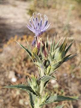 Carduncellus pectinatus (Desf.) DC.的圖片