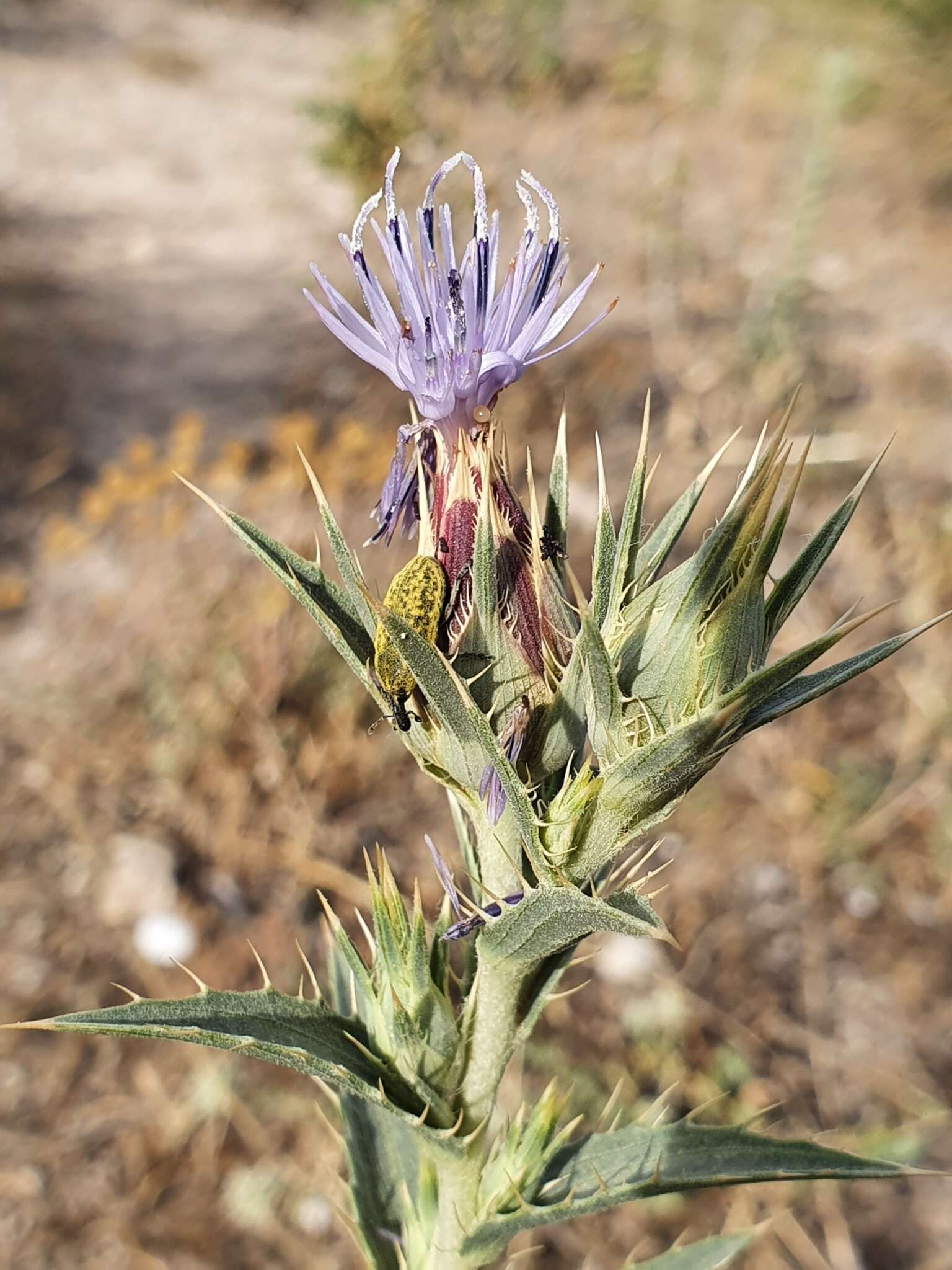 صورة Carduncellus pectinatus (Desf.) DC.