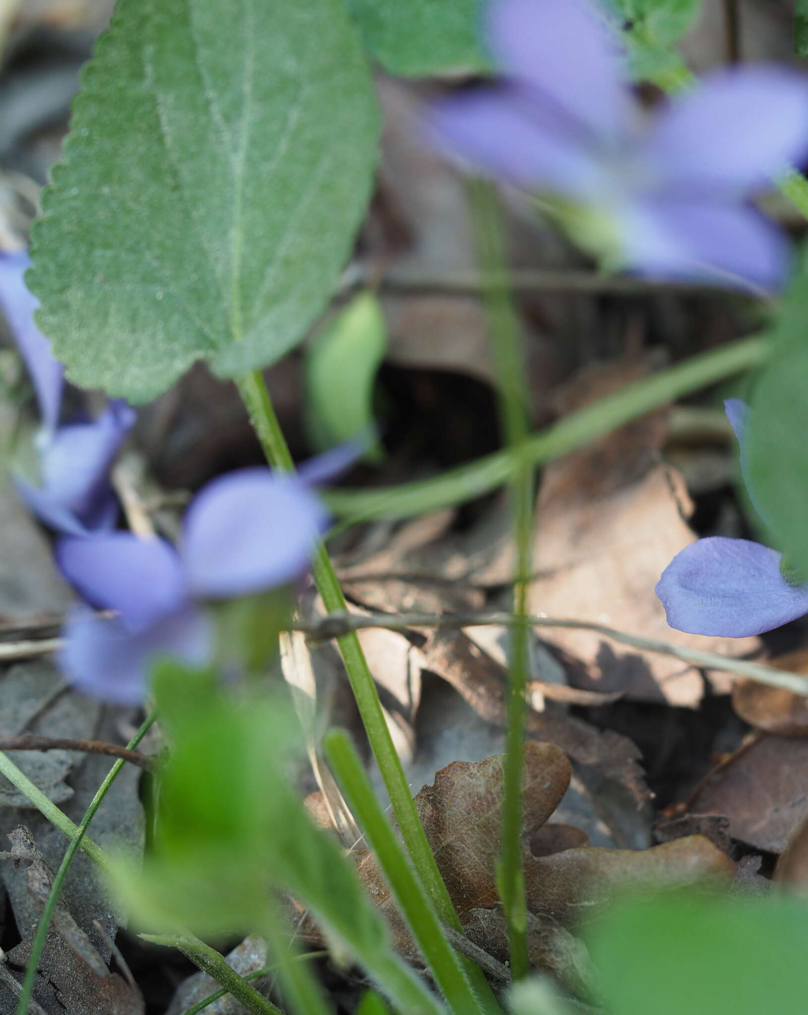 Image of hairy violet