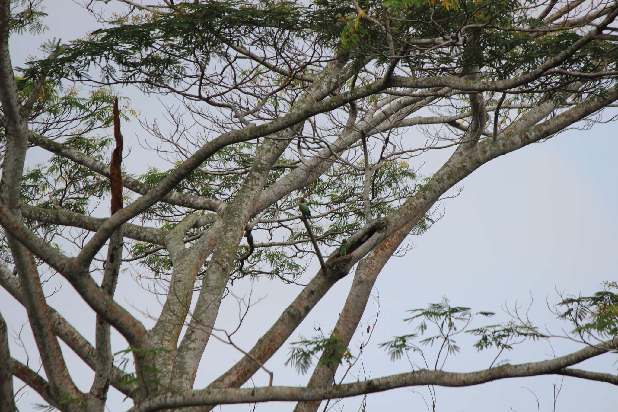 Image of Long-tailed Parakeet