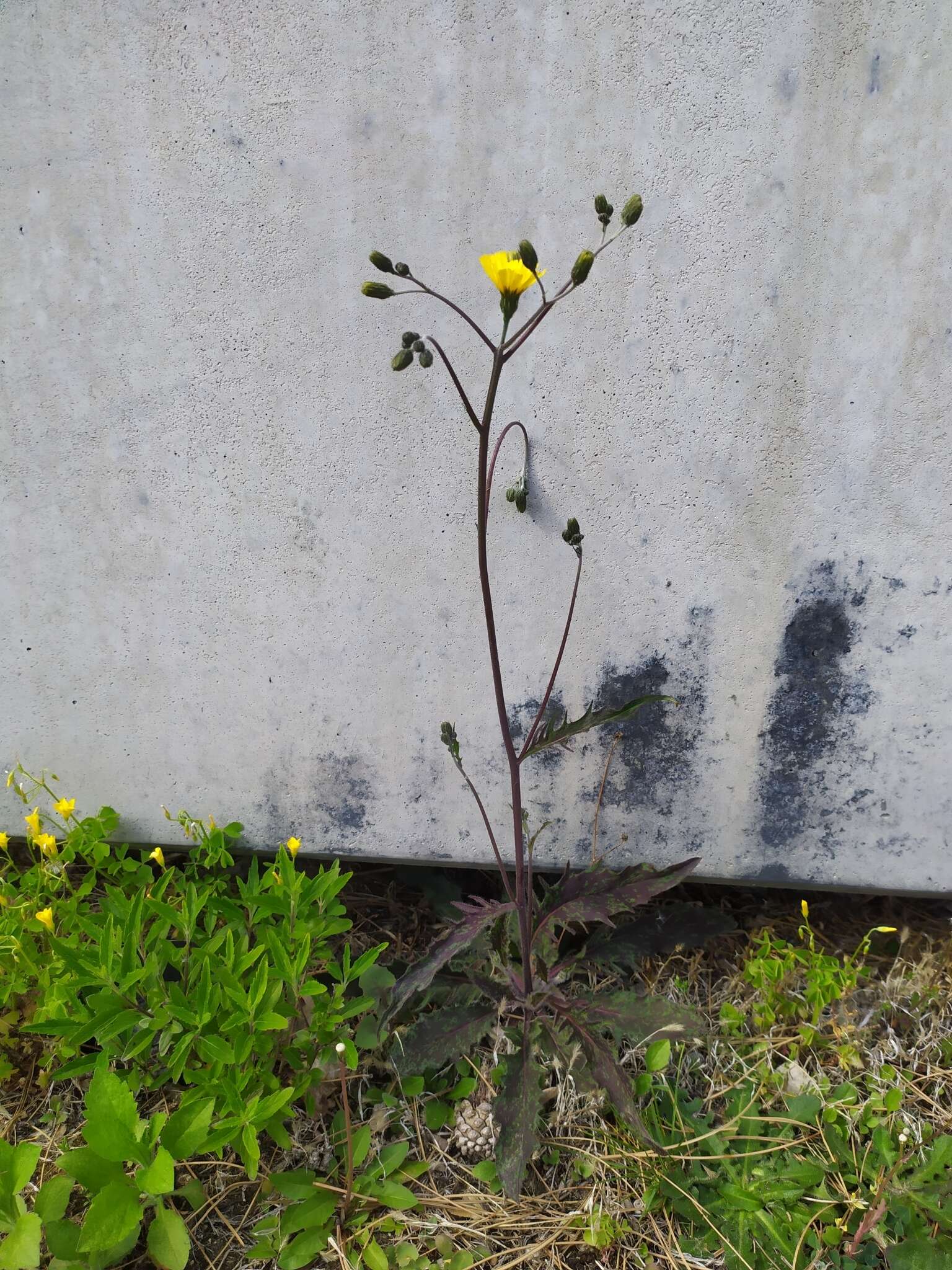 Imagem de Hieracium maculatum subsp. cruentum (Jord.) Zahn