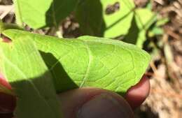 Plancia ëd Physalis arenicola Kearney