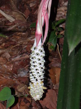 Image of Aechmea bromeliifolia (Rudge) Baker ex Benth. & Hook. fil.