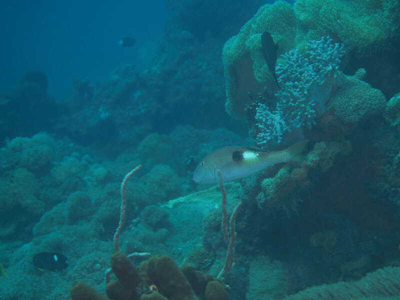 Image of Sidespot goatfish