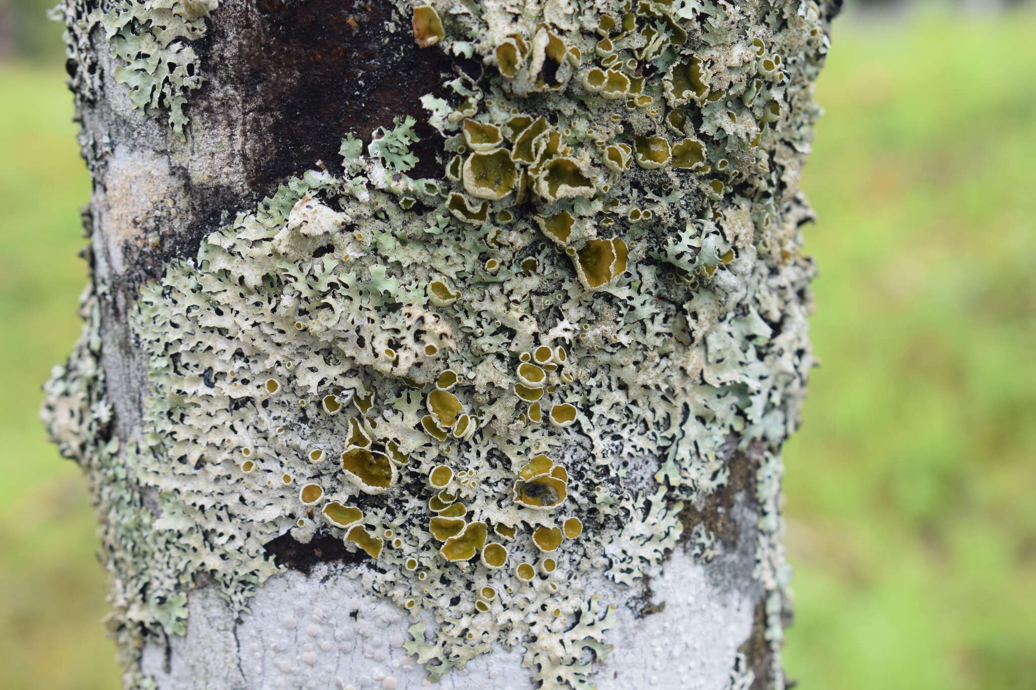 Image of shield lichen