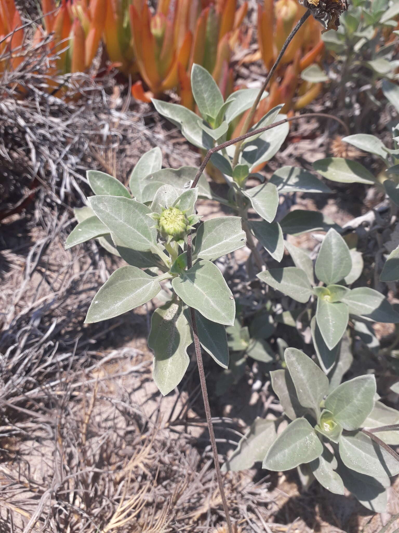 Слика од Helianthus niveus subsp. niveus