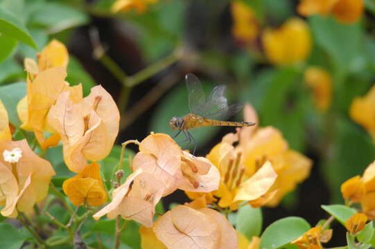 Image de Trithetrum Dijkstra & Pilgrim 2007