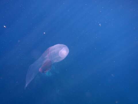 Image of Pelagic gastropod mollusc