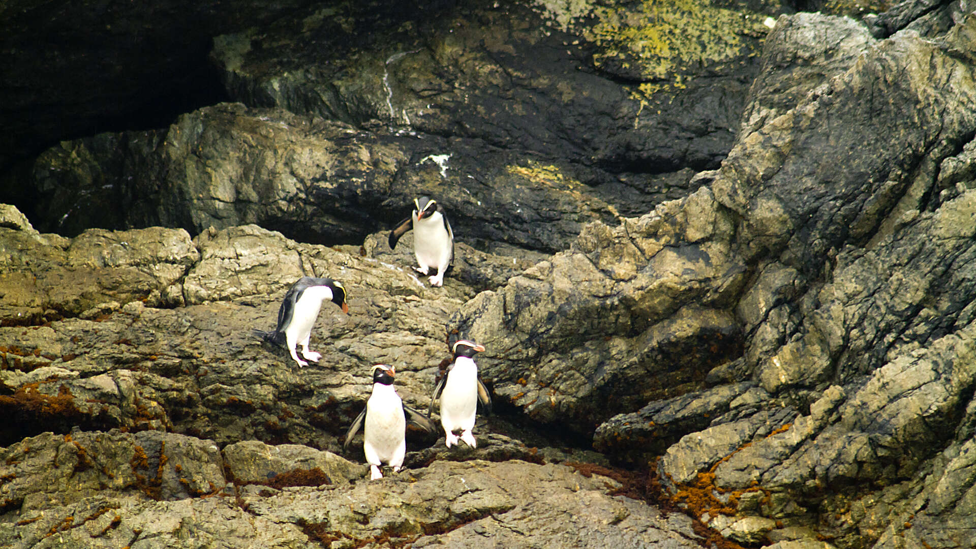 Image of Fiordland Crested Penguin