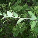 Smilax herbacea L. resmi