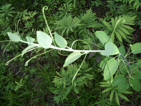 Smilax herbacea L. resmi