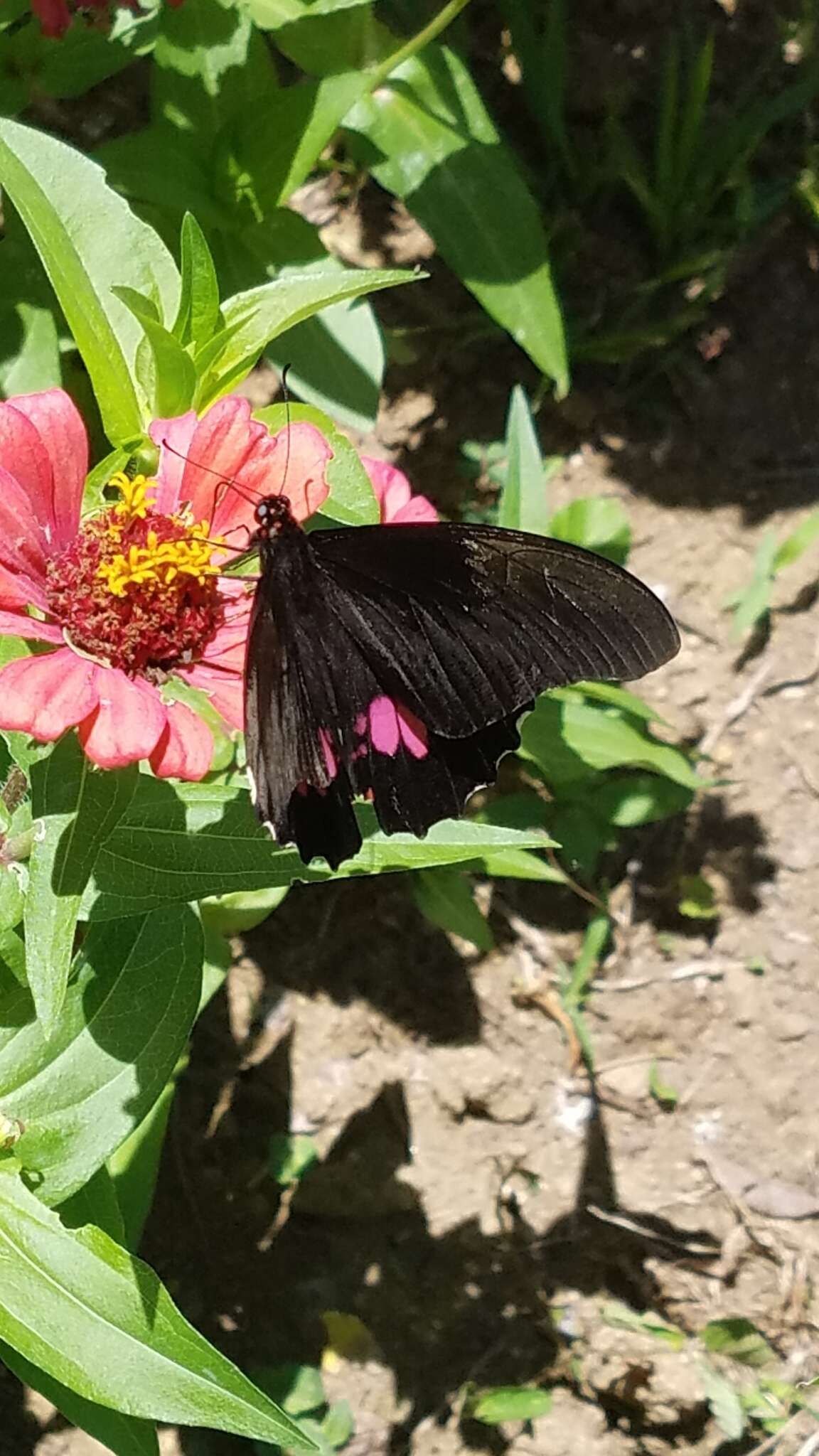 Image of Ruby-spotted Swallowtail