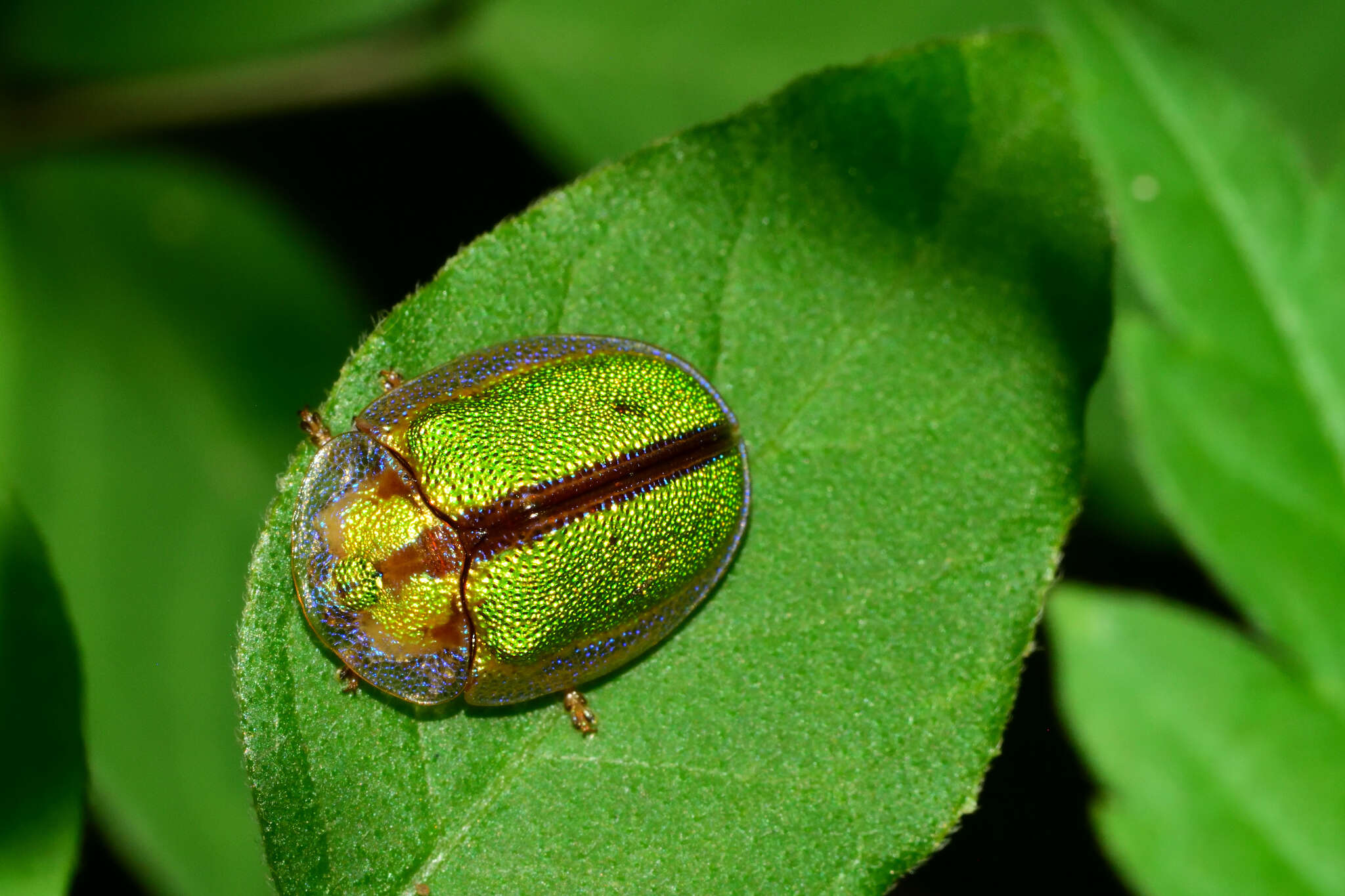 Слика од Physonota nitidicollis Boheman 1854