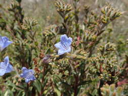 Image of Lobostemon trigonus (Thunb.) Buek