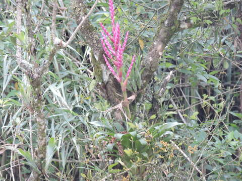 Слика од Tillandsia lucida É. Morren ex Baker