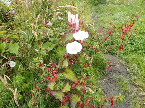 Image of hardy fuchsia