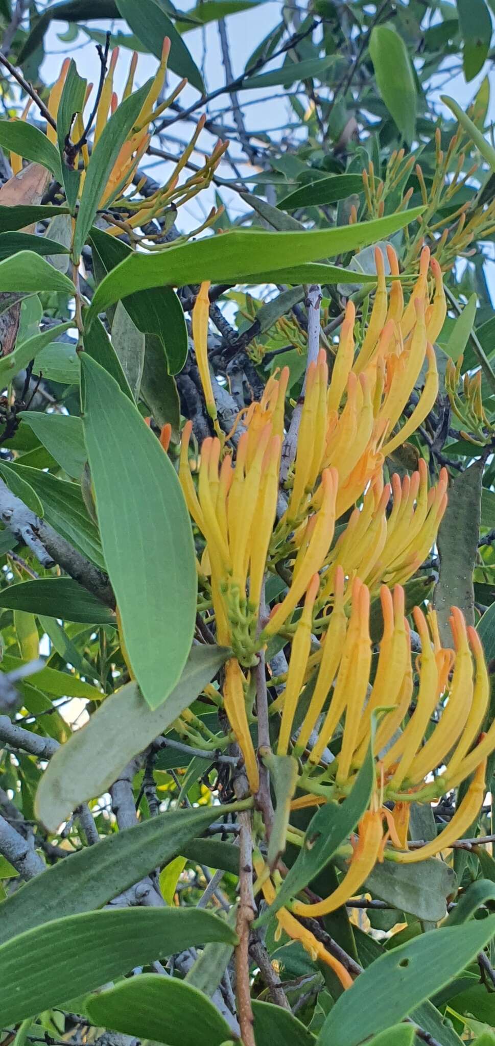 Imagem de Dendrophthoe glabrescens (Blakely) Barlow