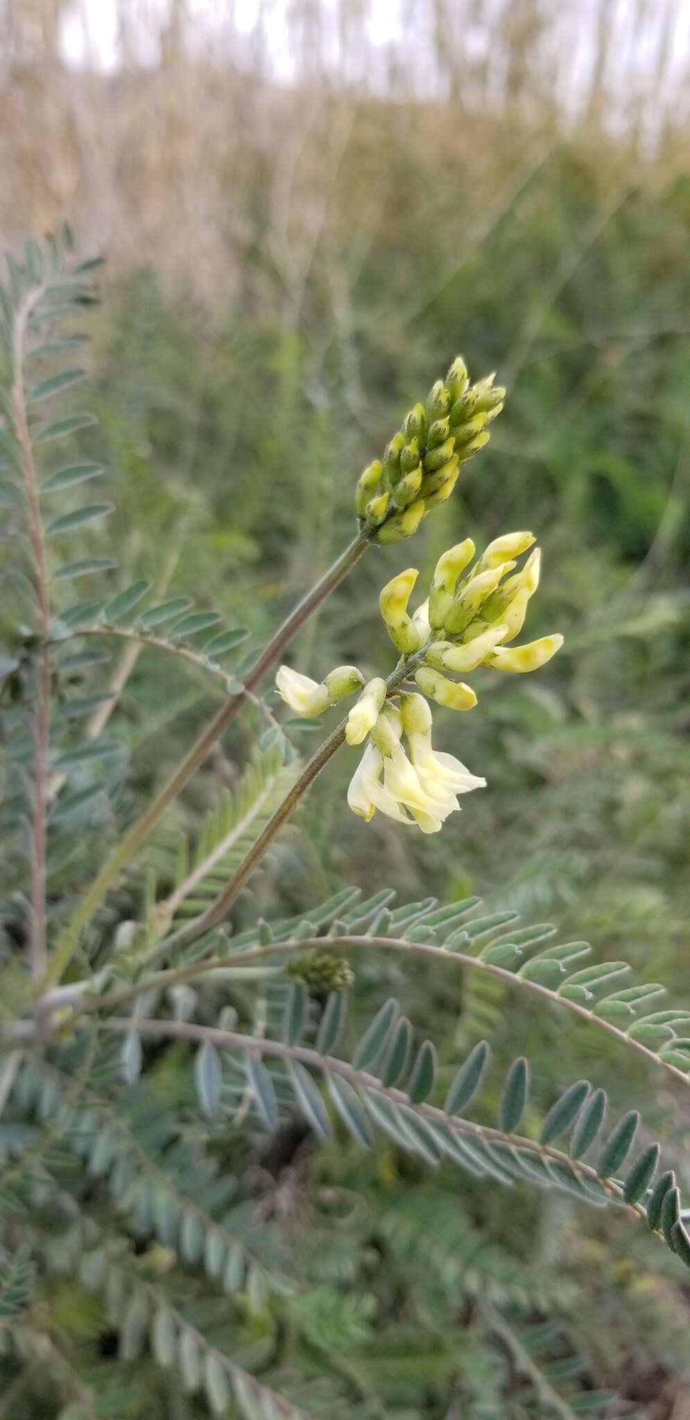 Image of Santa Barbara milkvetch