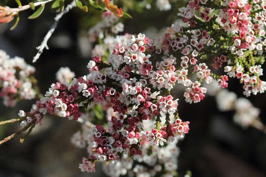 Image of Micromyrtus sessilis J. W. Green