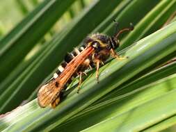 Image of Raspberry Clearwing