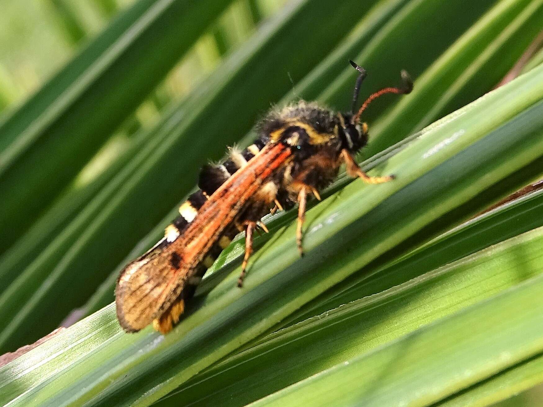 Image of Raspberry Clearwing