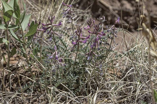 Imagem de Astragalus cyaneus A. Gray