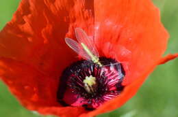 Image of Papaver pavoninum Fisch. & C. A. Mey.