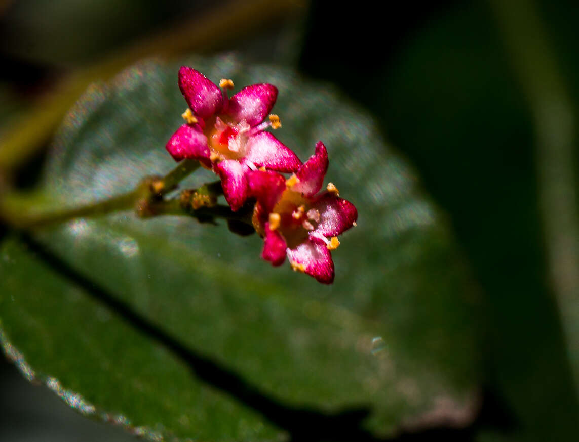 Image of Gymnosporia rubra (Harv.) Loes.