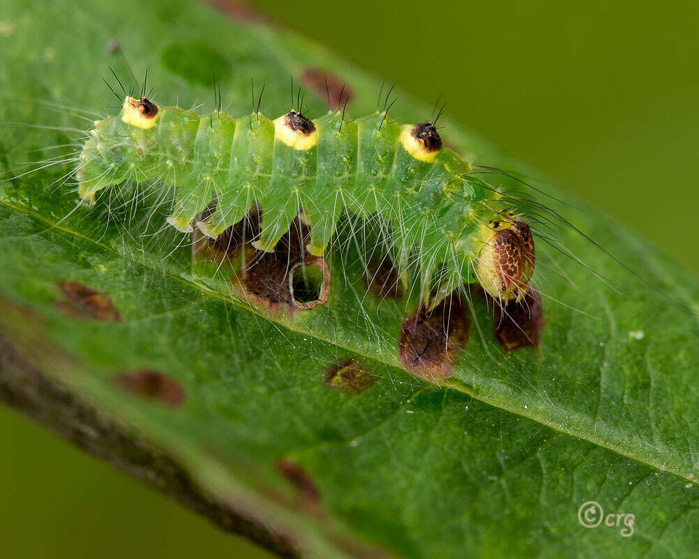 Image of Ochre Dagger Moth