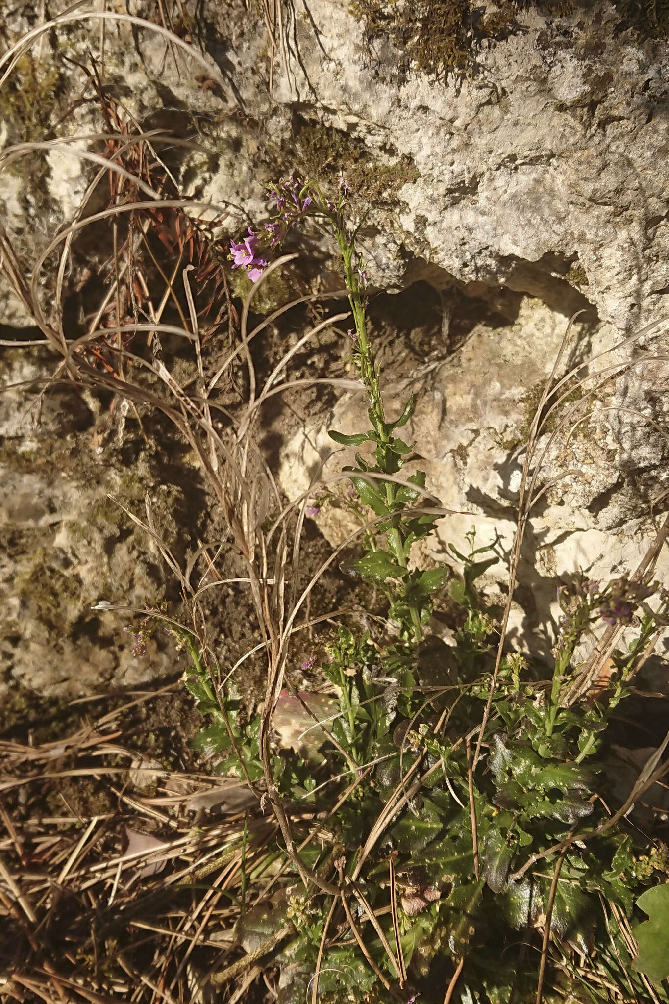 Arabis collina Ten.的圖片