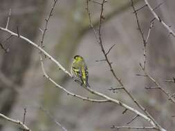 Image of Eurasian Siskin