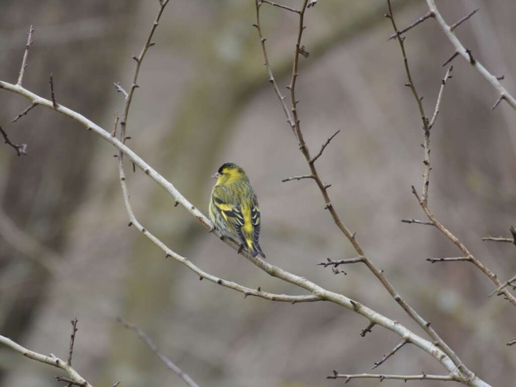 Sivun Spinus spinus (Linnaeus 1758) kuva