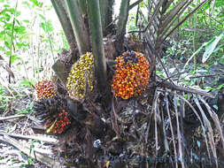 Image of American oil palm