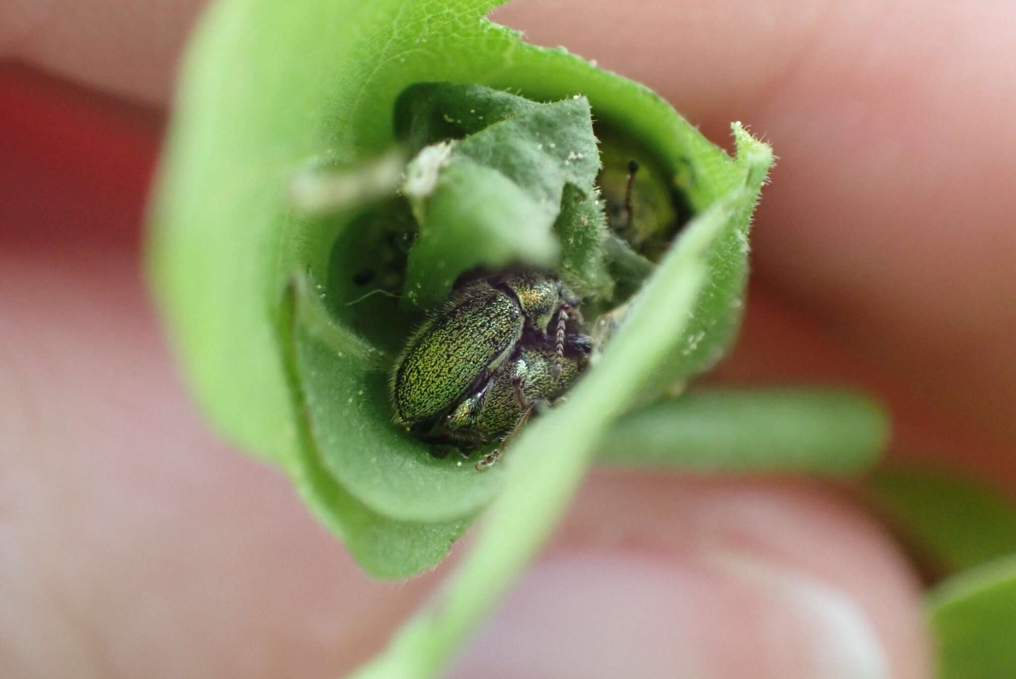 Phyllobius (Phyllobius) betulinus Bechstein & Scharfenberg 1805 resmi