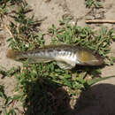 Image of monkey goby