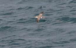 Image of Fluttering Shearwater