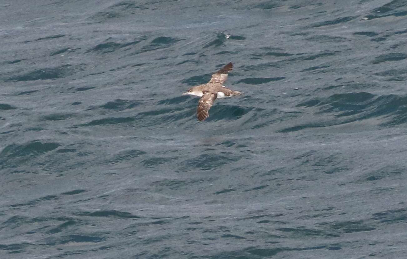 Image of Fluttering Shearwater