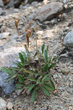 Imagem de Dryas octopetala subsp. punctata (Juz.) Hult.