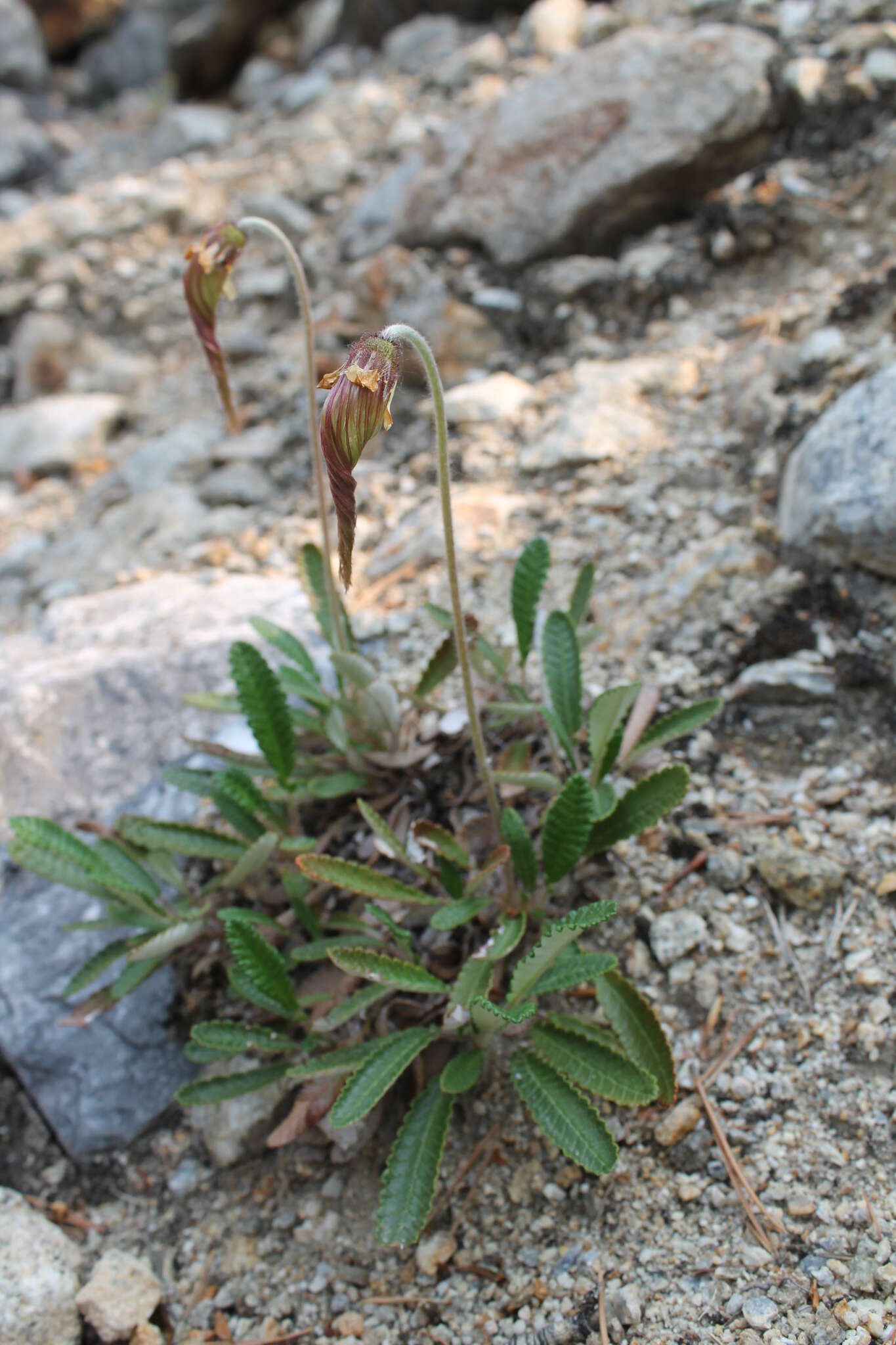 Imagem de Dryas octopetala subsp. punctata (Juz.) Hult.