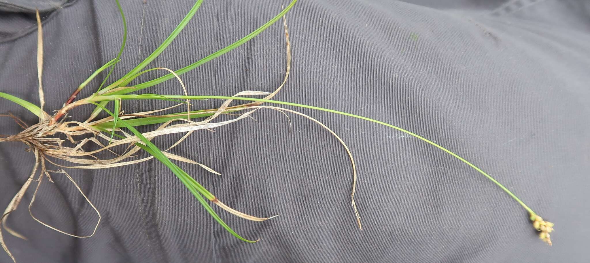 Image of low northern sedge