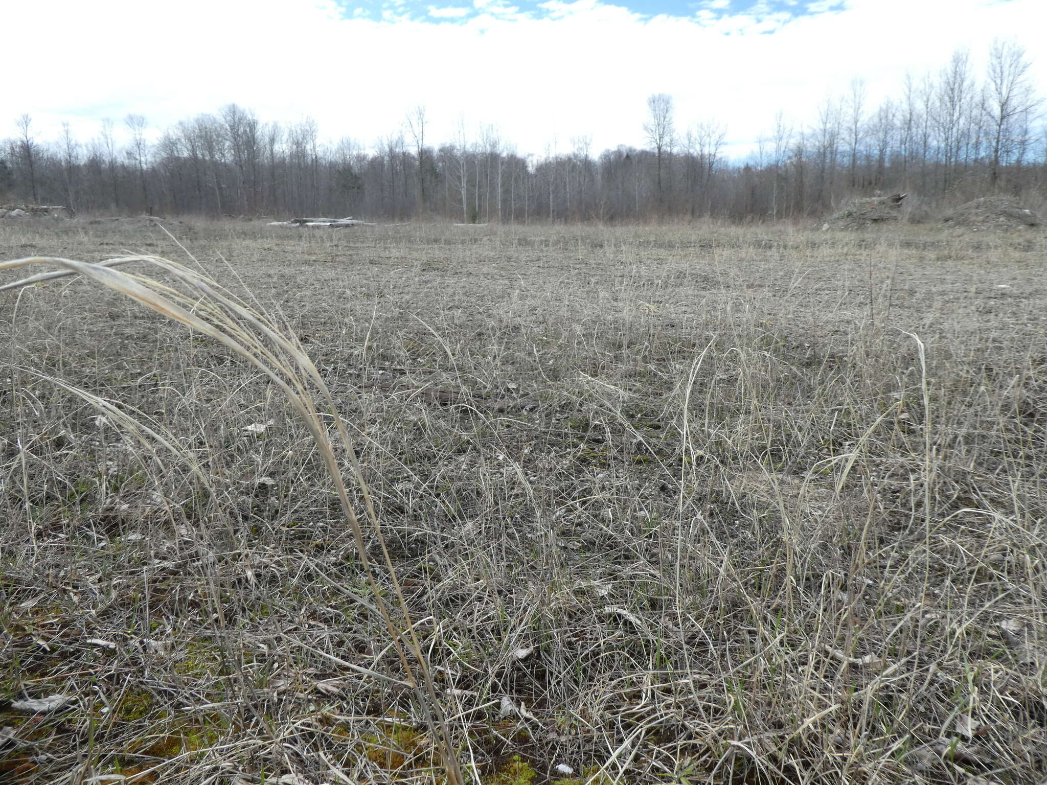 Image of sand dropseed