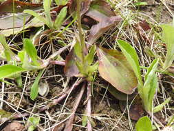 Antennaria parlinii subsp. parlinii resmi