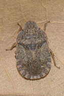 Image of Sciocoris microphthalmus Flor 1860