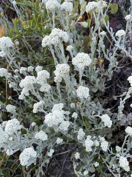 Слика од Helichrysum crispum (L.) D. Don