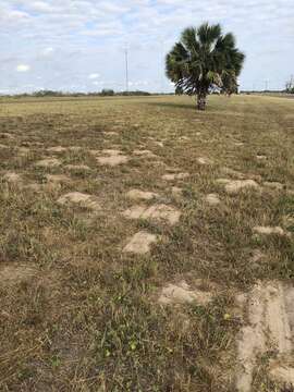 Image of Texas Pocket Gopher