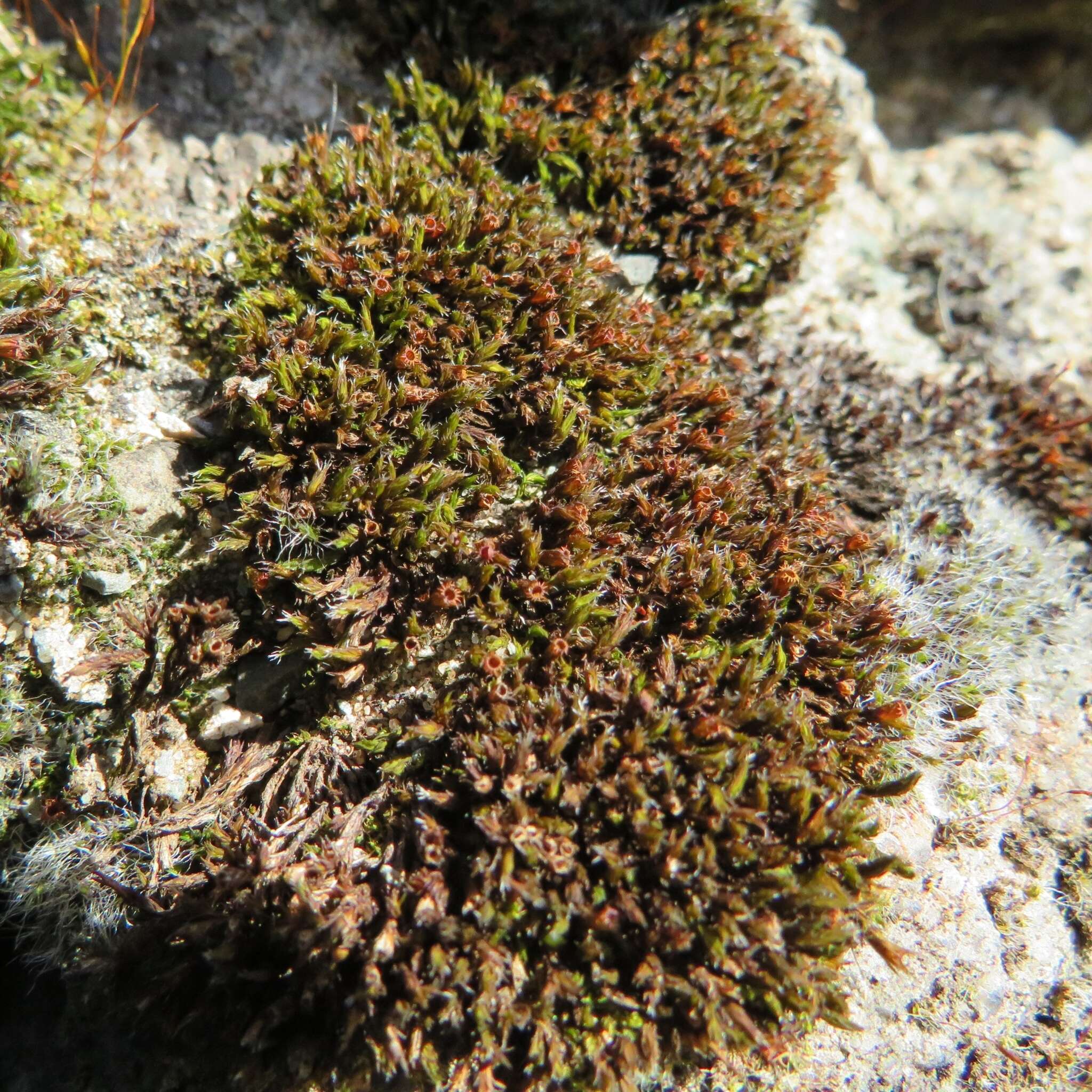 Image of orthotrichum moss